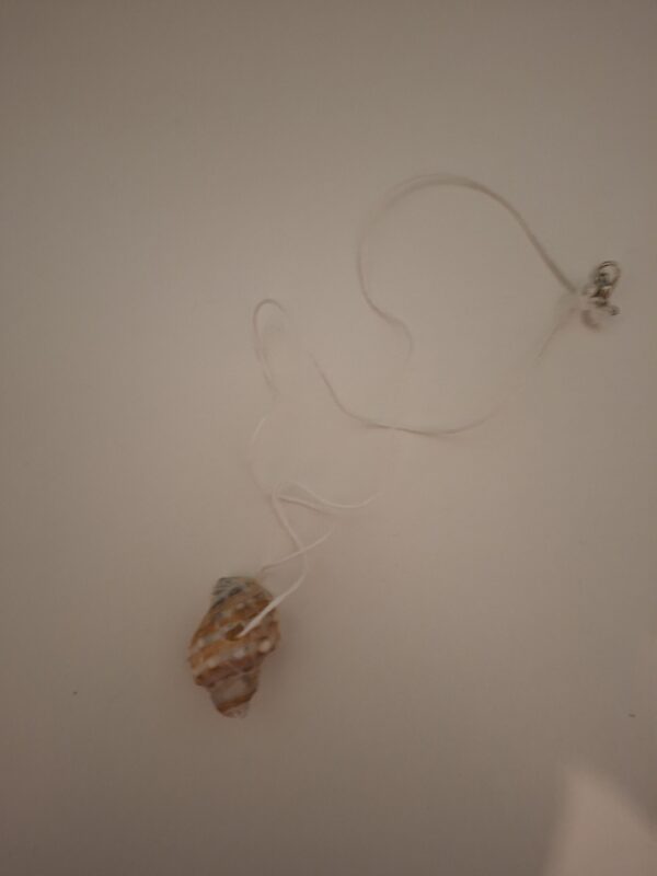 schelpen ketting 8.0 schelpen ketting